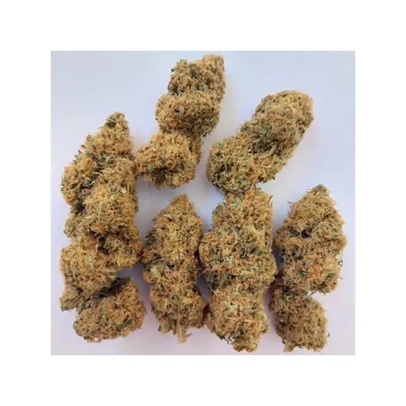 Magic Carrot Feminized by Ace Seeds