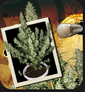 Magnum Autoflower by Buddha Seeds