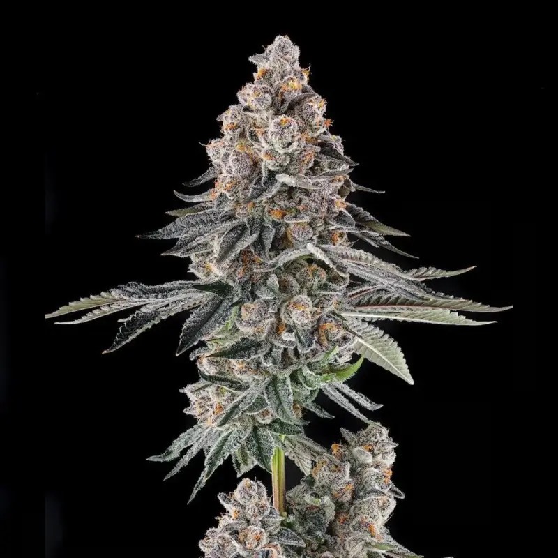 Mailbox Money Feminized by Compound Genetics