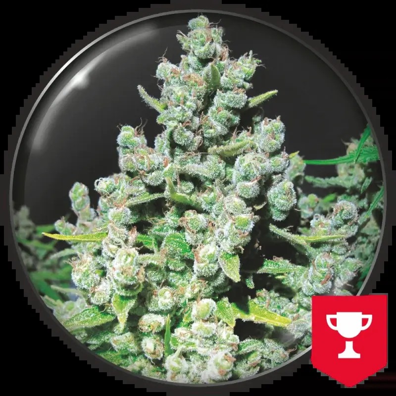 Malakoff Feminized by Medical Seeds