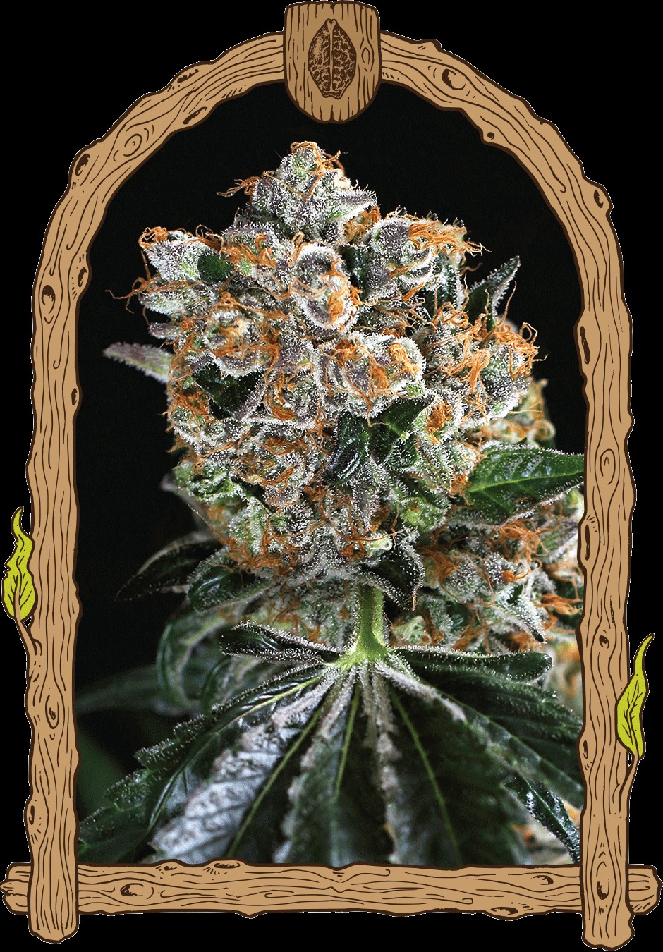 Malasaña Cookies Feminized by Exotic Seed