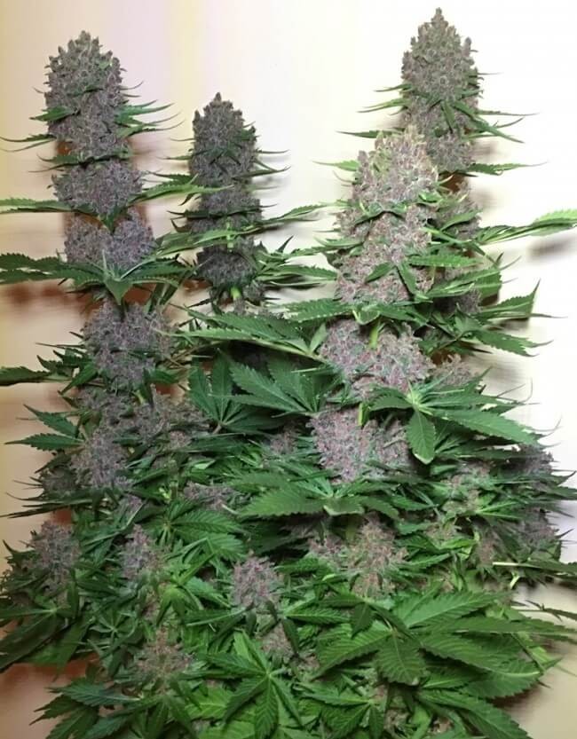 Malawi x PCK Feminized by Ace Seeds
