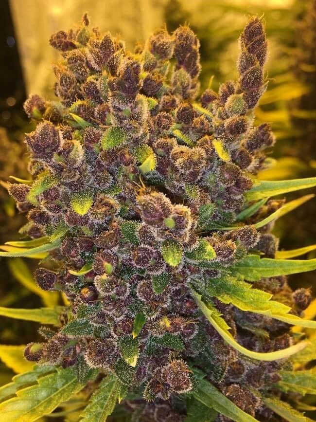 Malawi x PCK Regular by Ace Seeds