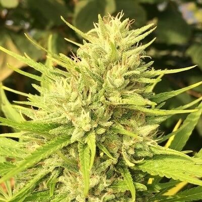 Malawi x Panama Regular by Ace Seeds