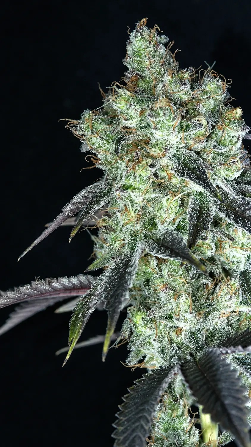 Malibu Cosmic Feminized by Botafarm Genetics