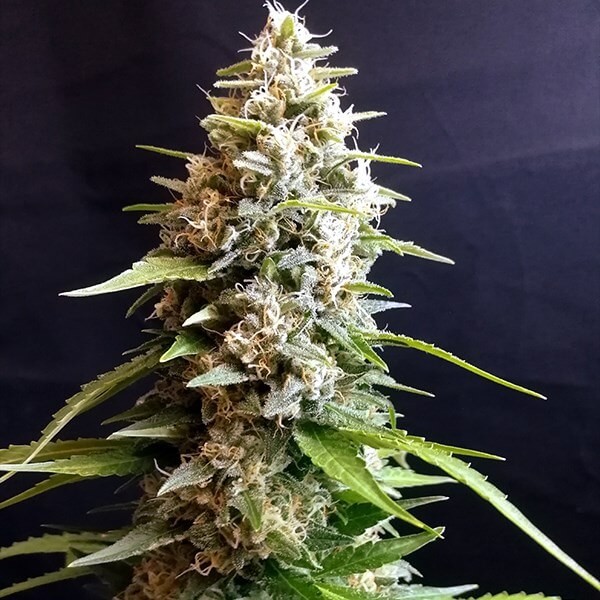Maltezerz Feminized by G13 Labs