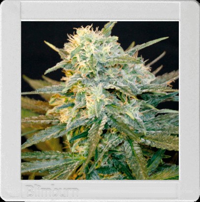 Mamba Negra Auto Autoflower by Blimburn Seeds