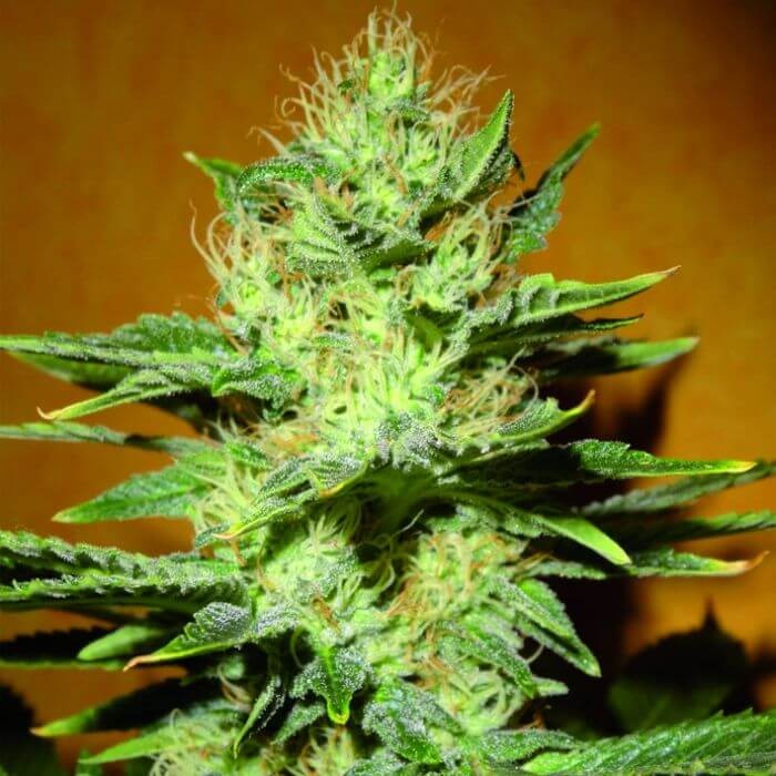 Mamba Negra CBD Feminized by Blimburn Seeds
