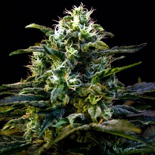 Mamba Negra Feminized by Blimburn Seeds