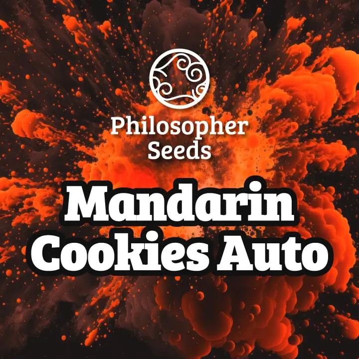 Mandarin Cookies Auto Autoflower by Philosopher Seeds