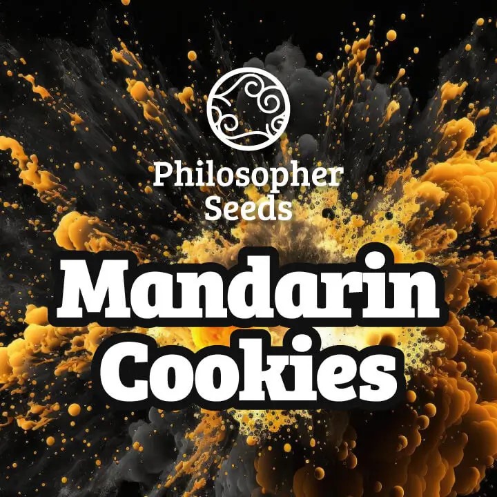 Mandarin Cookies Feminized by Philosopher Seeds