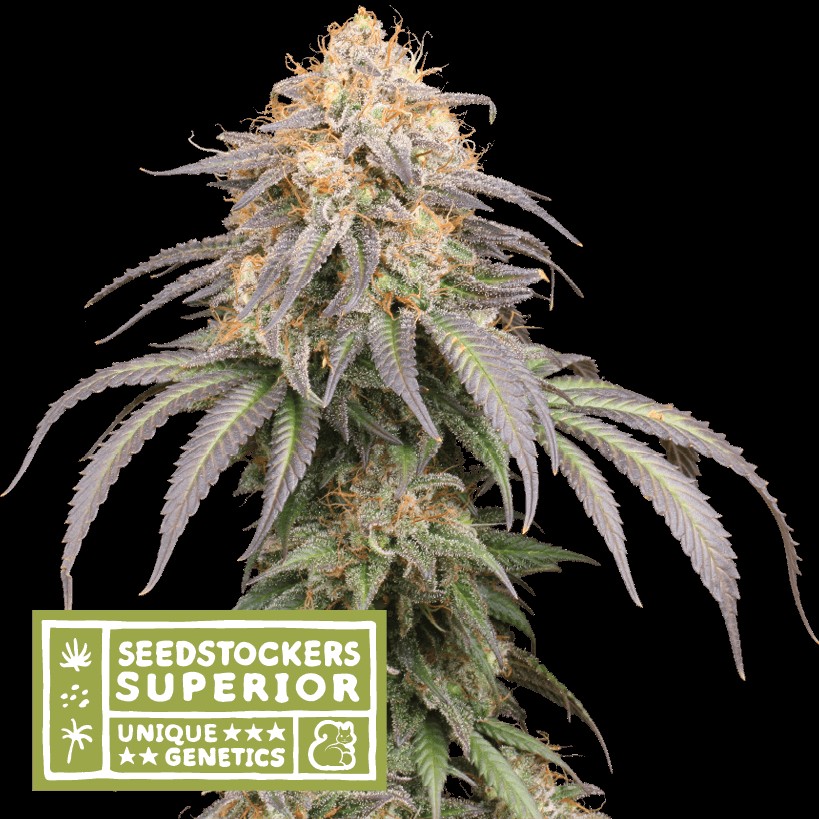 Mandarin Panties Auto Autoflower by Seedstockers