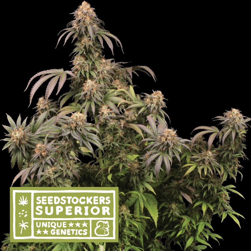 Mandarin Panties Feminized by Seedstockers