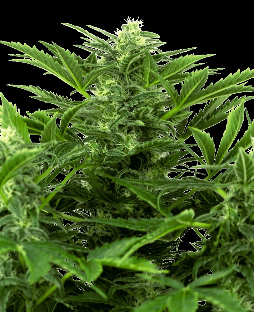 Mandarin Punch Auto Autoflower by Sensi Seeds