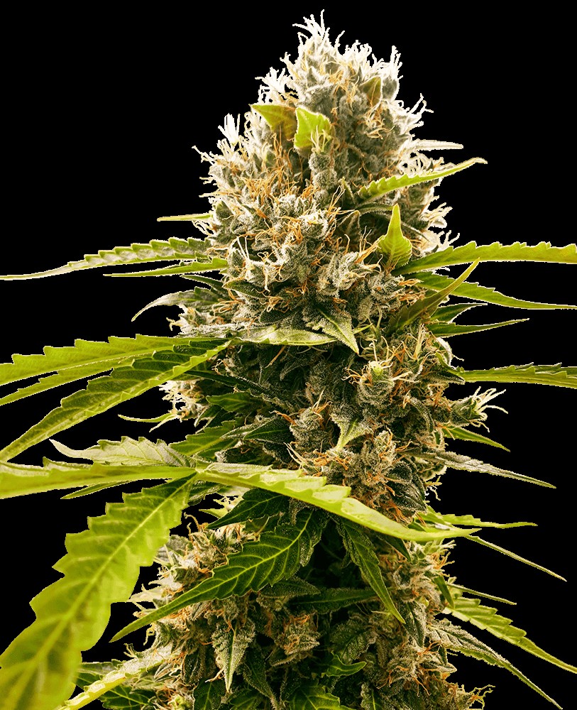 Mandarin Punch Feminized by Sensi Seeds