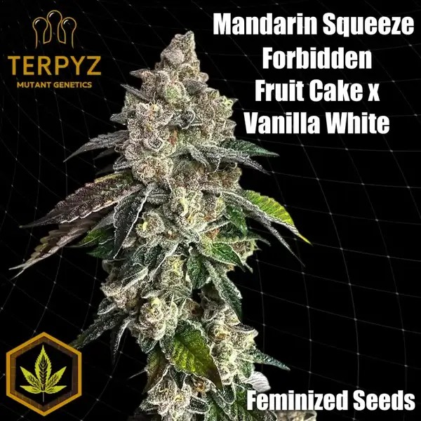 Mandarin Squeeze Feminized by TerpyZ Mutant Genetics