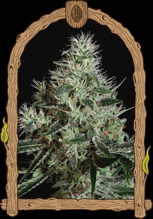 Mango Cream Feminized by Exotic Seed