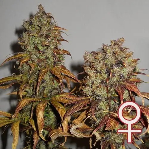 Mango Feminized by K.C. Brains