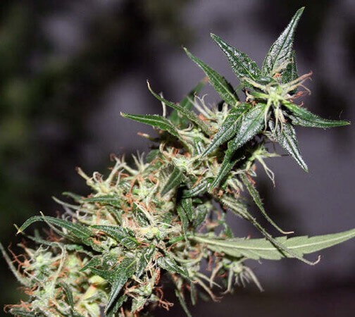Mango Haze Regular by Mr Nice