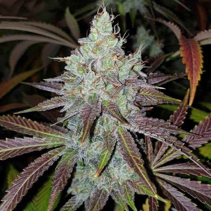 Mango Lassi Feminized by Karma Genetics