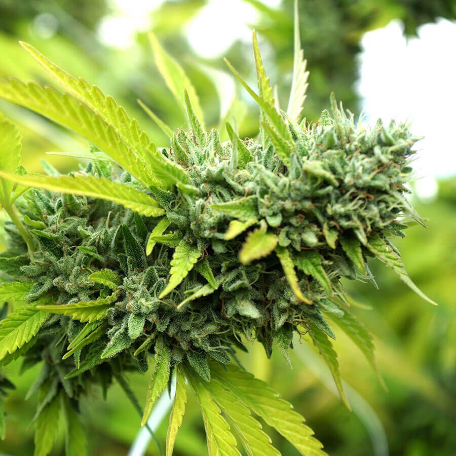 Mango OG Auto Autoflower by Humboldt Seed Organization