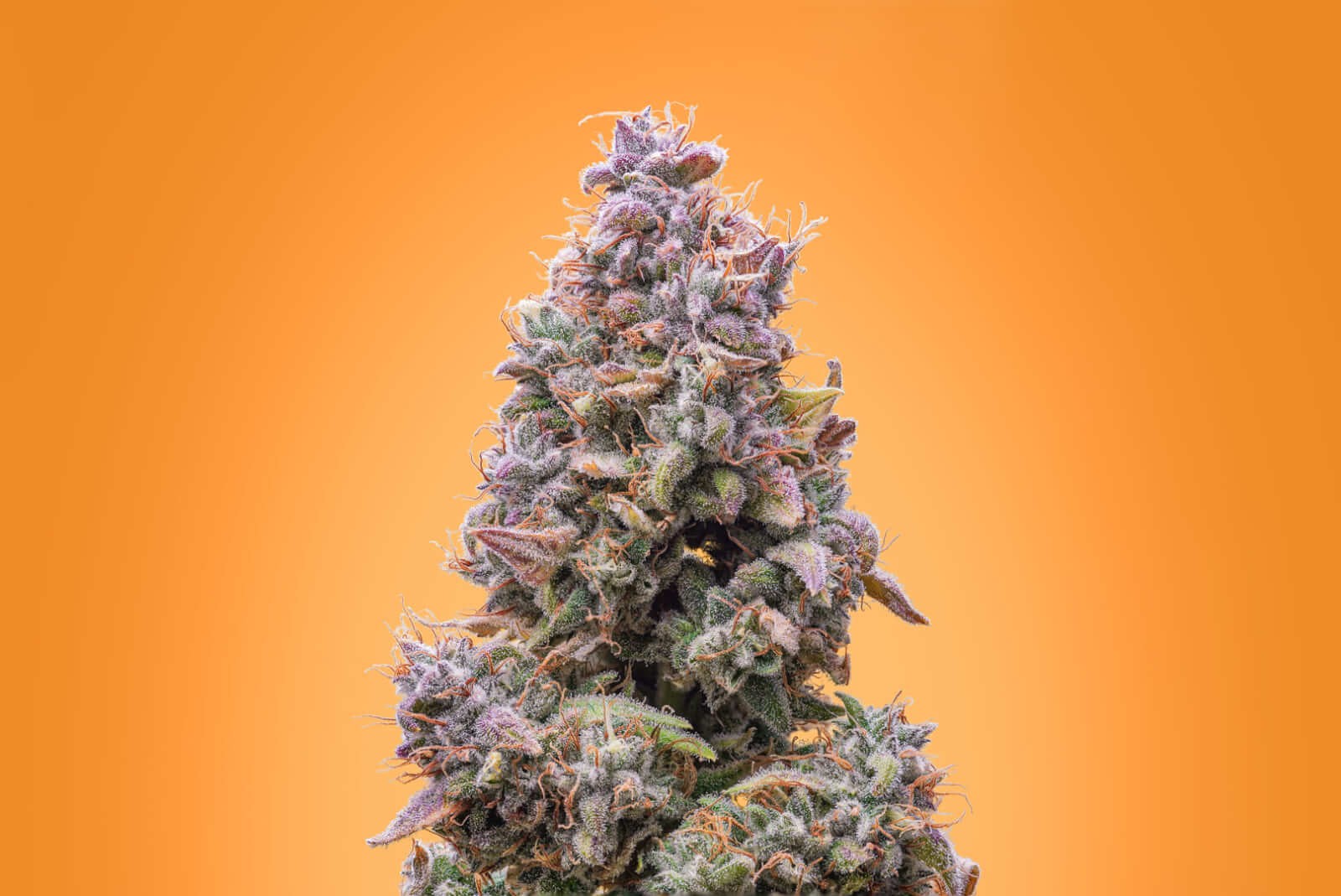 Mango Smile Auto Autoflower by Mephisto Genetics