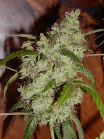 Mango x Widow Regular by Mr Nice