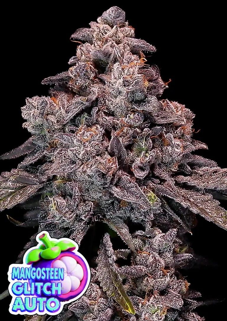 Mangosteen Glitch Auto Autoflower by Anesia Seeds