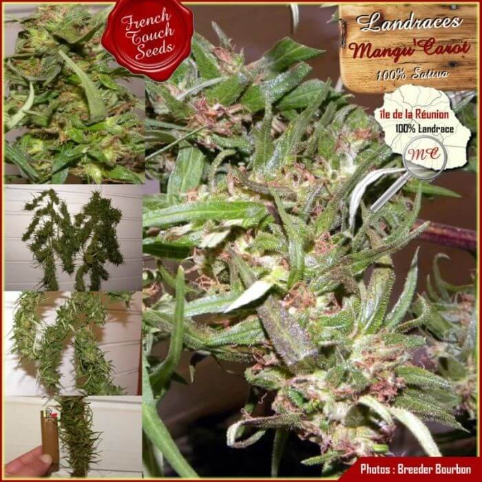 Mangu Karot Regular by French Touch Seeds