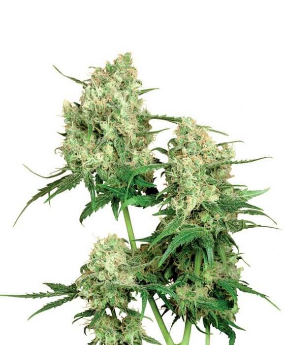 Maple Leaf Indica Regular by Sensi Seeds