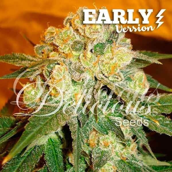 Marmalate Early Feminized by Delicious Seeds