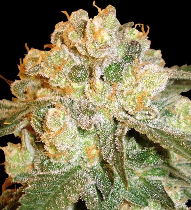 Marmalate Feminized by Delicious Seeds