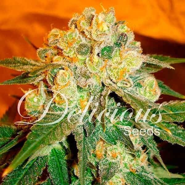Marmalate Regular Regular by Delicious Seeds
