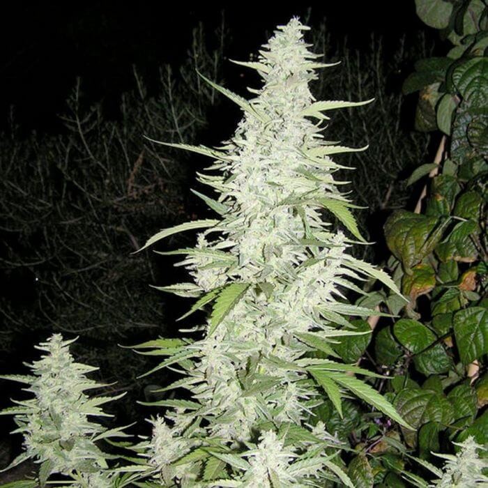 Maroc Feminized by Female Seeds