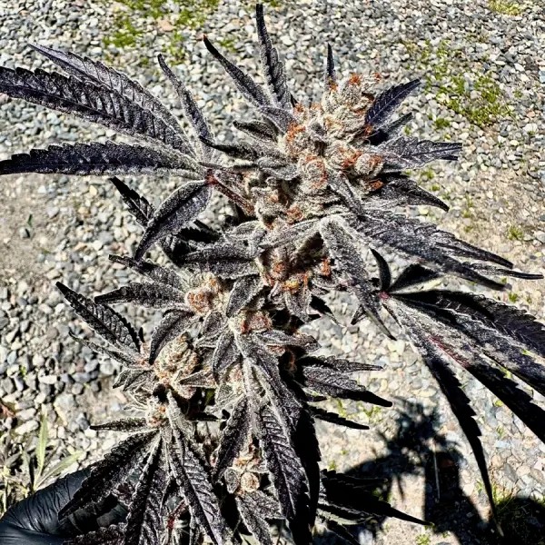 Marshmallow Mountain Feminized by Exotic Genetix