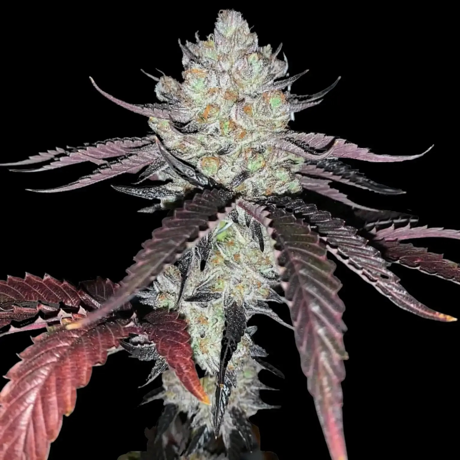 Marshmallow OG Feminized by Compound Genetics
