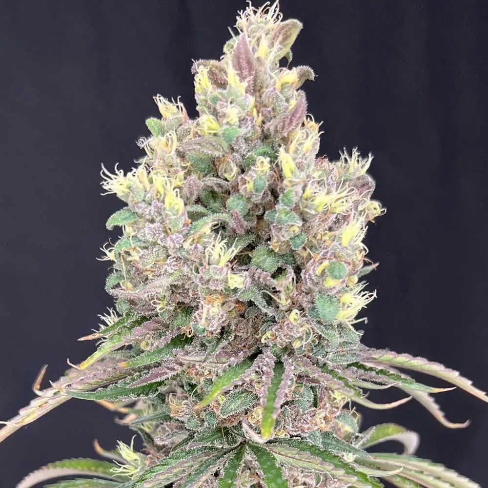 Marvista Feminized by Mosca Seeds