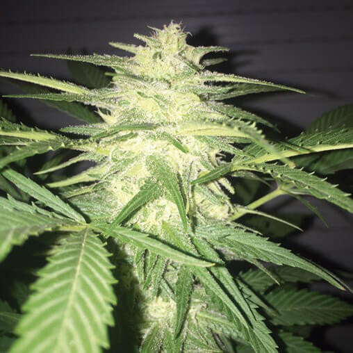 MassKush Auto Autoflower by The Kush Brothers