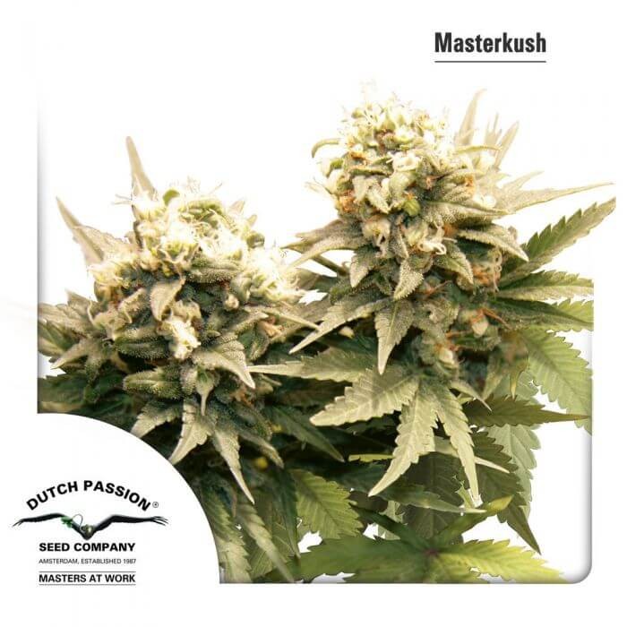 Master Kush Feminized by Dutch Passion