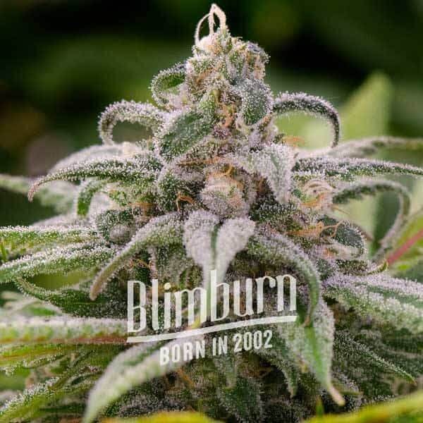 Maui Waui Feminized by Blimburn Seeds