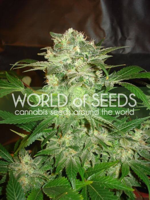 Mazar Kush Feminized by World of Seeds
