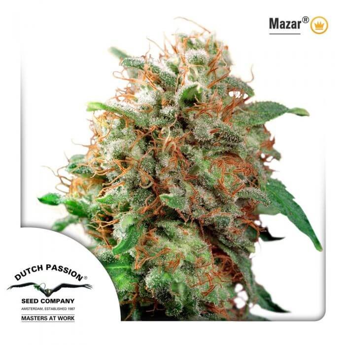 Mazar Regular by Dutch Passion