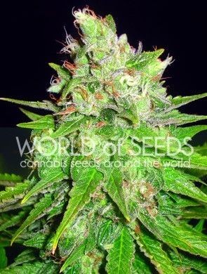 Mazar x Great White Shark Feminized by World of Seeds