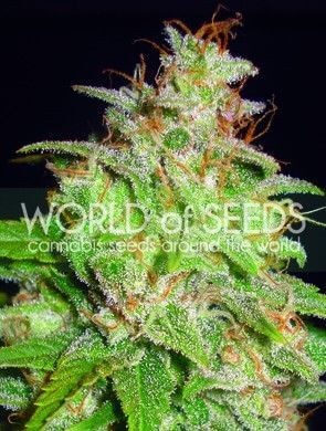 Mazar x White Rhino Feminized by World of Seeds