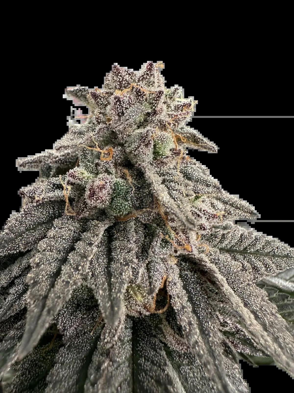 Meat Grinder Feminized by The Grateful Seeds