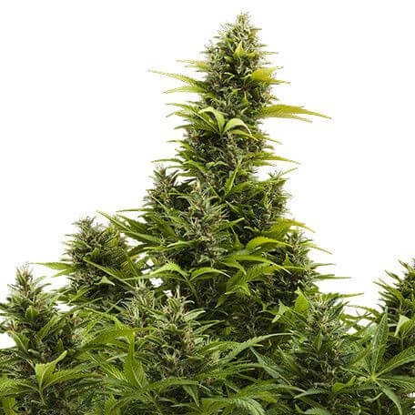 MediKit Auto Autoflower by Buddha Seeds
