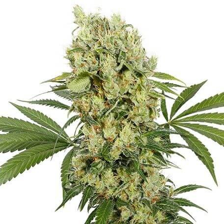 MediKit Feminized by Buddha Seeds