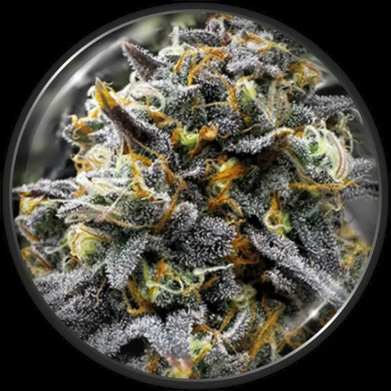 Medical Donuts Feminized by Medical Seeds