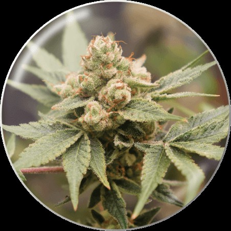 Medical Grape CBD Feminized by Medical Seeds