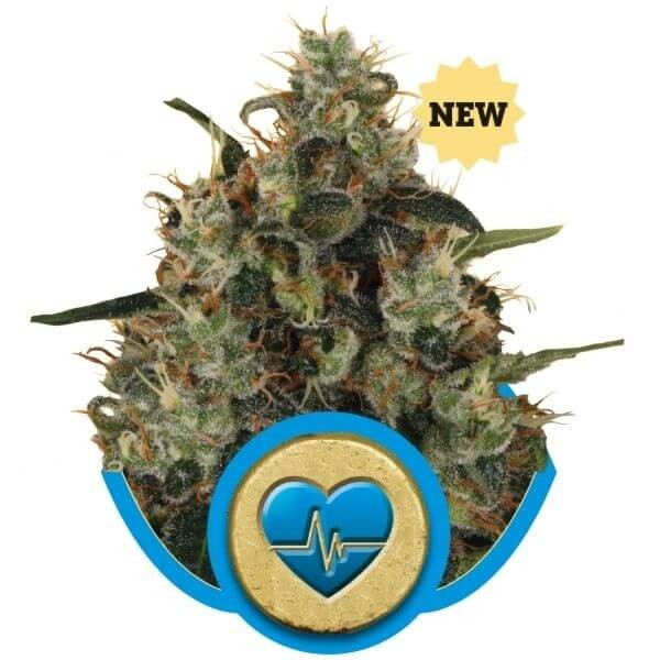 Medical Mass Feminized by Royal Queen Seeds